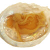 Zeemeermin in abalone