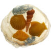 Schelpjes op parelmoer schotel
